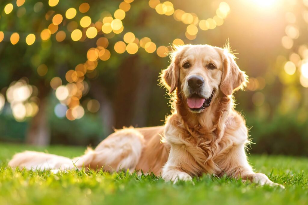 Golden retriever lying on green grass in a clean backyard with warm sunlight and soft background lights