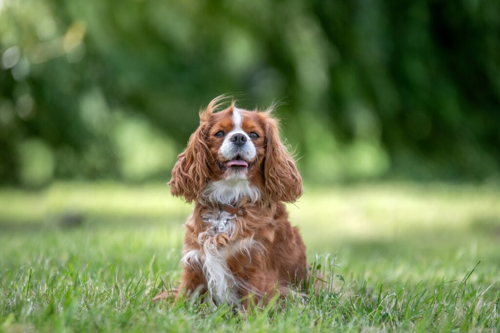 Cavalier King Charles Spaniel sitting on green grass in a clean backyard with soft natural background