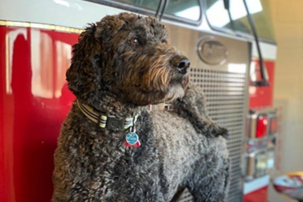 curly coated dog sitting in front of a truck representing local pet waste removal service by Kurt’s Doggy Dooty